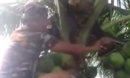 Cười vỡ bụng với 'thánh trèo dừa'