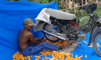 Mẹo tách hạt ngô nhanh 'bá đạo'
