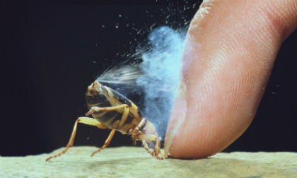 Những loài động và thực vật 'bốc mùi' nhất thế giới