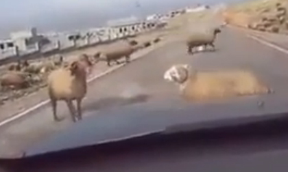 Pha húc 'cười vỡ ruột' của chú cừu