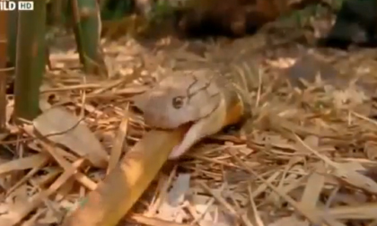 Hổ mang chúa nuốt chửng rắn độc 'khủng' Châu Phi