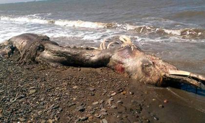 Sinh vật lạ có lông và mỏ trôi dạt vào bờ biển khiến người xem kinh hãi