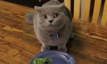 Con mèo láu cá nhất quả đất