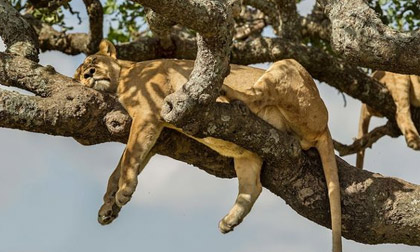 'Chết cười' sư tử ngủ vắt vẻo trên cây tránh nắng