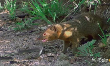 Cầy Mongoose tiêu diệt 'sát thủ máu lạnh' trong nháy mắt
