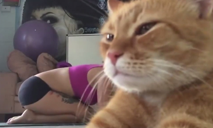 Mèo quả là kẻ phá đám đáng ghét mà