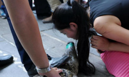 Nữ sinh tốt nghiệp phải hôn cá sấu mới được tuyển dụng làm việc