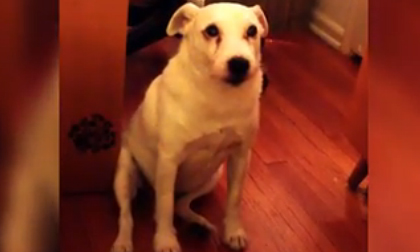 Chết cười với chú chó khôn lỏi lẩn trốn khi bị chủ mắng