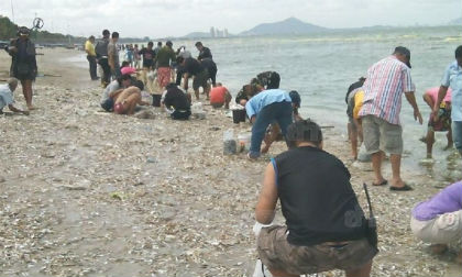 Người dân đổ xô đi nhặt cá chết dạt trắng bờ biển