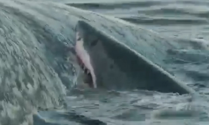 Rùng mình cảnh cá mập ngấu nghiến xác cá voi khổng lồ