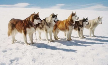 Clip về những chú chó bị bỏ rơi ở Nam Cực khiến người xem rơi nước mắt