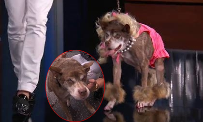 Quá trình 'lên đời nhan sắc' của chú chó xấu nhất thế giới