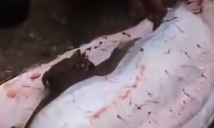 Mổ bụng con trăn 'khủng' nuốt cả con lợn