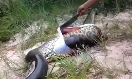 Phát hiện kinh hoàng khi mổ bụng trăn khổng lồ