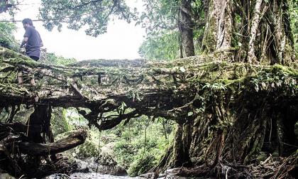 Khám phá những cây cầu tự nhiên tại nơi ẩm ướt nhất hành tinh