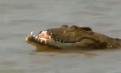 Cá sấu gẫy đôi hàm khi giành thức ăn với đồng loại