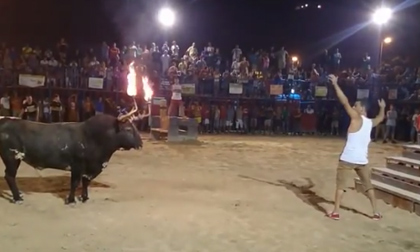 Thanh niên khiêu khích bò tót và cái kết...