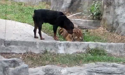 Chó liều lĩnh tranh thức ăn của hổ