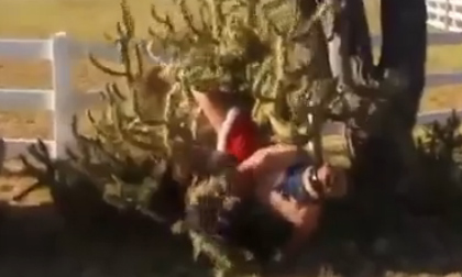 Không mặc áo nhảy vào... bụi xương rồng