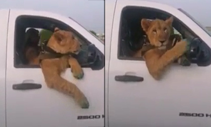 Sư tử... dạo phố