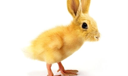 'Chết cười' với những hình ảnh động vật bị photoshop (P12)