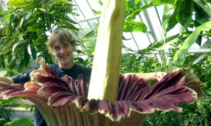 Loài hoa xác thối lớn nhất thế giới 10 năm mới nở gây chú ý