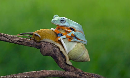 Khoảnh khắc ốc sên 'cõng' ếch tuyệt đẹp