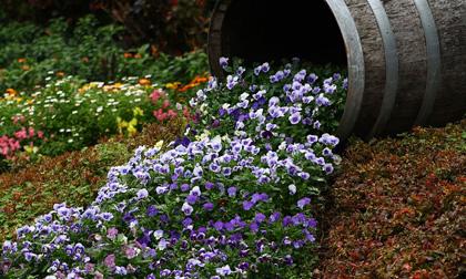 'Suối hoa' trong vườn đẹp lung linh