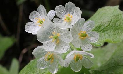 Vẻ đẹp ngây ngất của loài hoa cứ mưa là đổi màu trong suốt