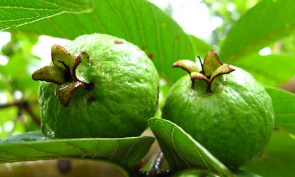 Những lợi ích kỳ diệu của lá ổi với sức khỏe