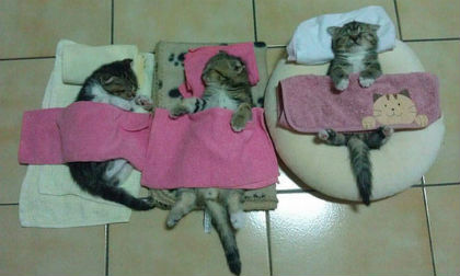 Cười nghiêng ngả với loạt ảnh hài hước về động vật khi ngủ