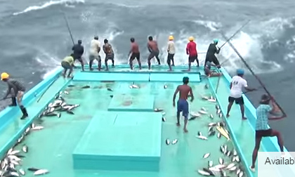 Kinh điển: 1 phút câu gần 10 con cá