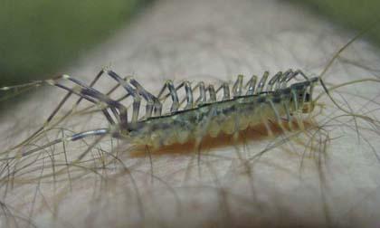 Mùa hè nên cẩn thận với 'sự xâm lược'  của loài rết đáng sợ