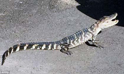 Xuất hiện cá sấu 3 chân ở trên đường phố
