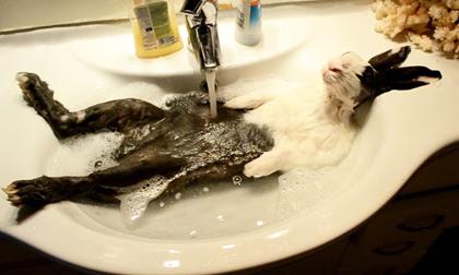 Khoảnh khắc 'ướt nhẹp' đầy hài hước của động vật