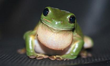 'Phát cuồng' với những loài động vật siêu dễ thương