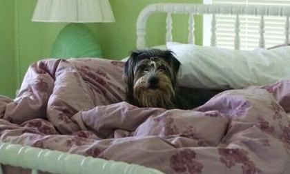 Để gì trong phòng ngủ sẽ khiến bạn 'chết dần chết mòn'?