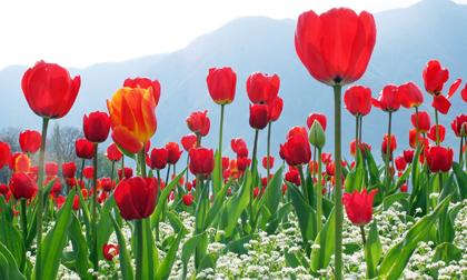 Mê mẩn trước vẻ đẹp của hoa tulip 