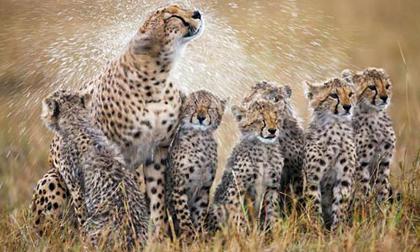 Những khoảnh khắc đáng yêu của động vật 