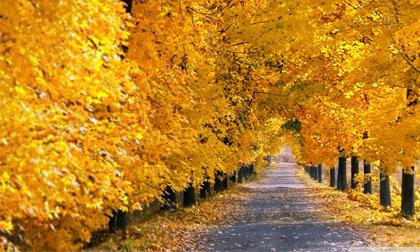 Loạt ảnh tuyệt đẹp về mùa thu lá vàng rơi 