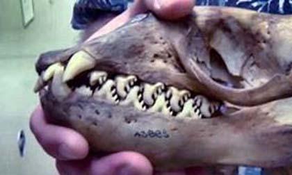 Những loài động vật có hình dáng kinh dị và vô cùng tàn bạo