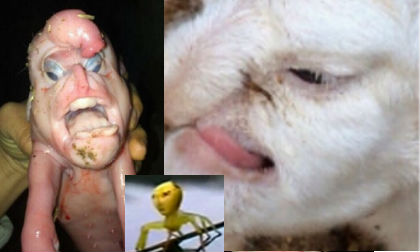 Những động vật có bộ phận cơ thể giống con người