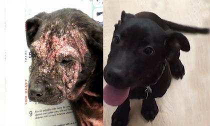 Cảm động chú chó bị bỏ rơi lở loét khắp mặt được chữa khỏi