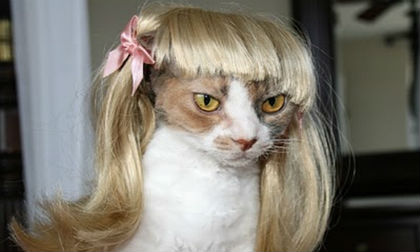 'Chết cười' với những hình ảnh hài hước của loài mèo (P5)