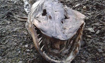 Phát hiện 'quái vật' với hàm răng sắc như dao cạo trên bờ hồ