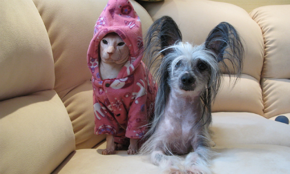 Cười nghiêng ngả với loạt ảnh hài hước về động vật (P4)