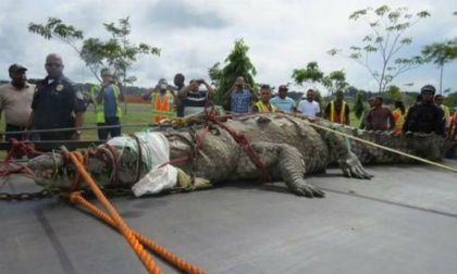 Bắt được cá sấu lớn nhất thế giới 111 tuổi