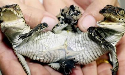 10 động vật có 'một thân' nhưng 'hai đầu' kỳ dị nhất thế giới