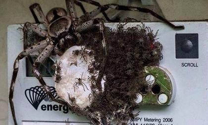 Nhện khổng lồ và hàng trăm nhện con bu đầy đồng hồ điện đáng sợ