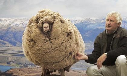 Chú cừu có bộ lông khổng lồ vì trốn cạo lông suốt 6 năm